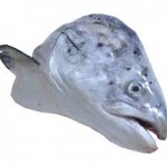 salmonhead